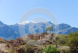 Lonely tree on the mountain. Blue sky and white cloud above the rock