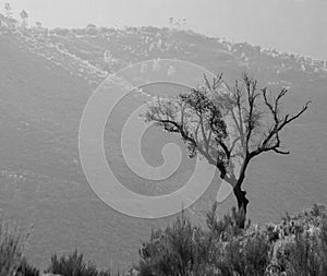 Lonely Tree from the Mountain, hiking to `Fisgas do Ermelo` in Serra do Alvao, Mondim de Basto.