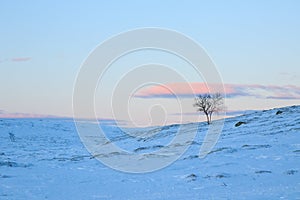 Lonely tree in mountain hills snowy cliff downhill on a blue pink sunset evening sky with clouds background, picturesque view,