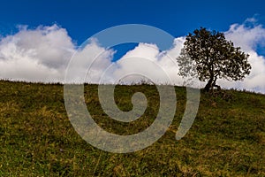 Lonely tree on a mountain meadow against a beautiful cloudy sky