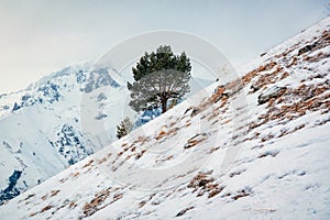 Lonely tree on a mountain slope