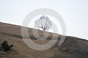 Lonely tree in a mountain slope