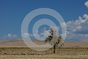 Lonely tree in mountains