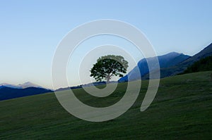 Lonely tree with mountains on the horizon photo