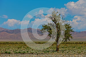 Lonely tree in mountains. Mongolia