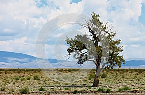 Lonely tree in mountains. Mongolia