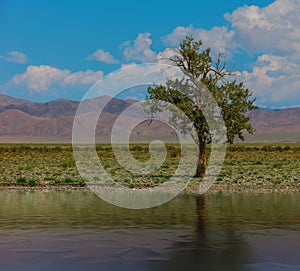 Lonely tree in mountains. Mongolia