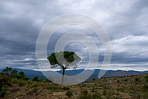 Lonely tree in the mountains in province of Girona, Catalunya