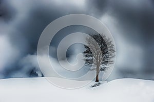 Lonely tree in mountains of Switzerland