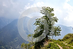 lonely tree on the mountainside against the background of a mountain landscape