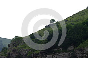 A lonely tree on a mountainside on an isolated background