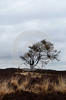 Lonely tree in national park The Veluwe (Netherlands)