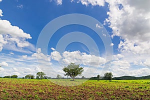 Lonely Tree in Natural Green Grass Field under Cloudy Blue Sky S