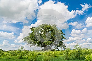 Lonely Tree in Natural Green Grass Field under Cloudy Blue Sky S