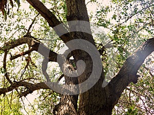 A lonely tree in nature