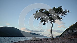 Lonely tree near the coastline of Loch Ness, Scotland, at du