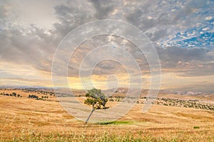 Lonely tree, Negev Desert