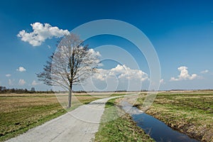 Lonely tree next to gravel road, water canal and clouds on blue sky