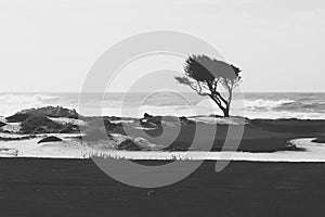 Lonely tree on the ocean beach in black and white