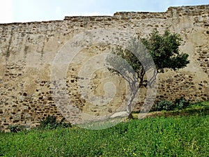 Lonely tree by old city wall on sloping hill