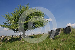 Lonely tree on old Jewish cemetery