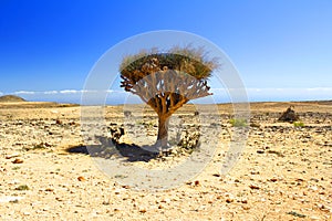 Lonely tree in the omani desert