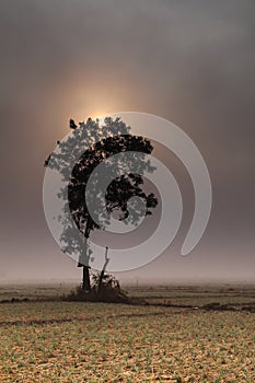 A lonely tree and onion fields