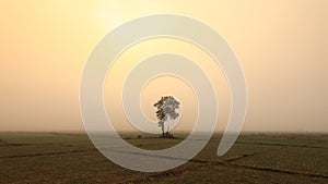 A lonely tree and onion fields