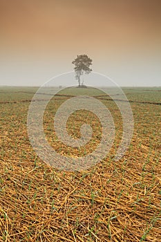 A lonely tree and onion fields in winter under the sun at north