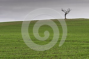 Lonely tree in an open field