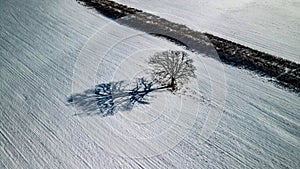 Lonely tree in open field during winter