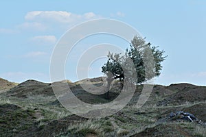 Lonely tree over Iacobdeal lake, Romania