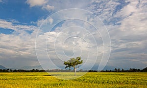 Lonely tree at paddy field with blue sky