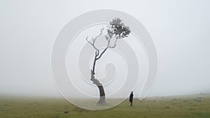 Lonely tree and a person looking at it in the mist