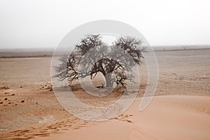 Lonely tree in a plain sand desert