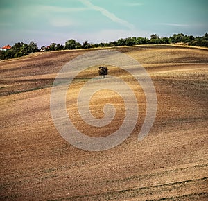 Lonely tree on a plowed field