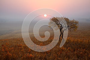 Lonely tree on the prairie in autumn