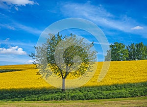 Lonely tree at a rape filed