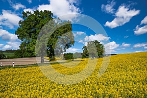 Lonely tree at a rape filed