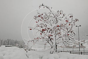 Lonely tree with red leaves is seen standing out from the snow in front of an old village in dolomites