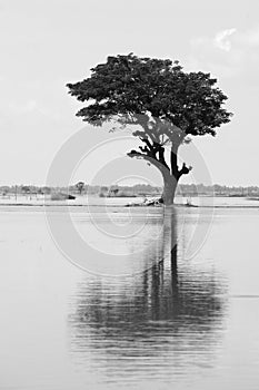 Lonely tree reflect on water