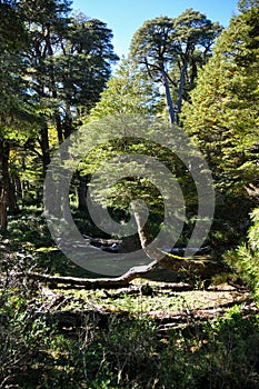 Lonely tree in Reserva El Cani, near Pucon, Chile