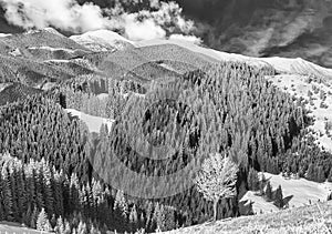 Lonely tree on the rime-covered in mountain. BW photo