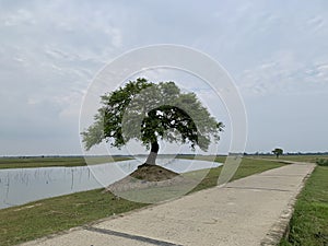 Lonely tree in a river bank to battle climate change