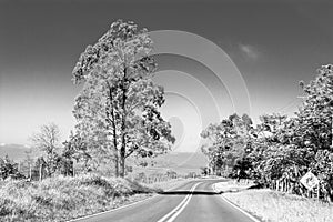 Lonely tree on the road