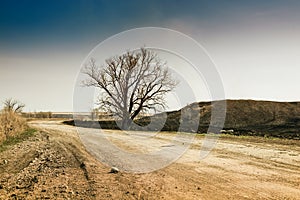 Lonely tree on the road.