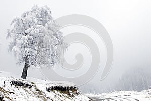 Lonely tree and road in fog at mountain