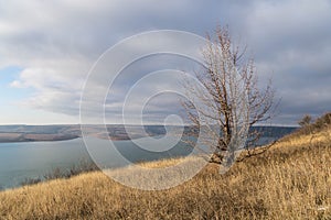 Lonely tree on a rock by the water