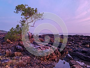 Lonely tree on rocky beach view during early morning in Kuala Sedili Besar, Johor, Malaysia. photo