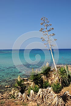 A lonely tree on a rocky coast with crystal blue water